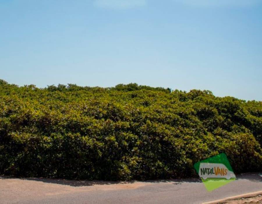 Cajueiro de Pirangi
